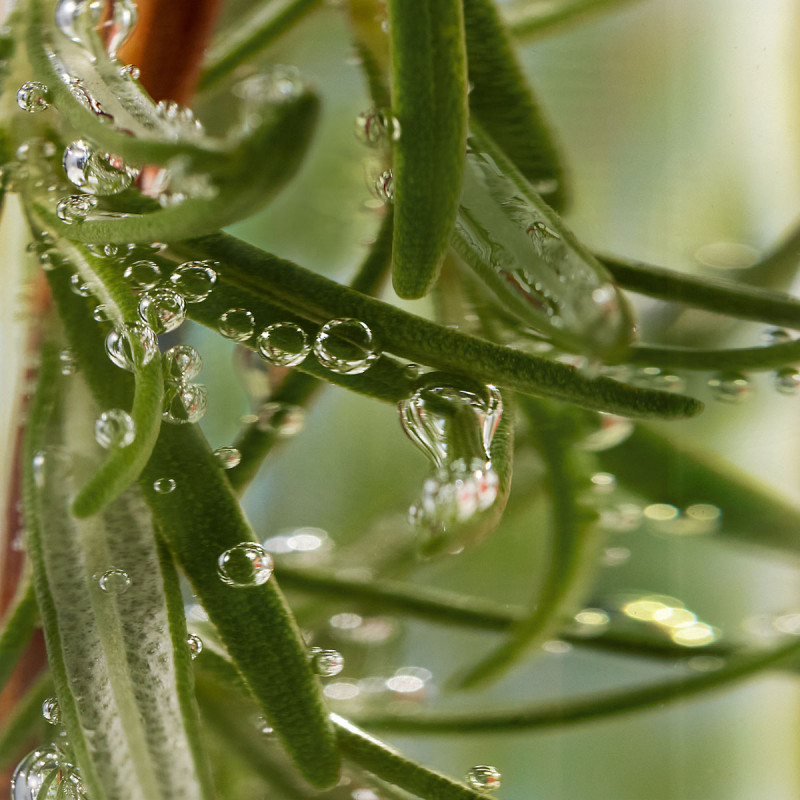 Эссенция для кожи головы Сила и густота волос 100 мл