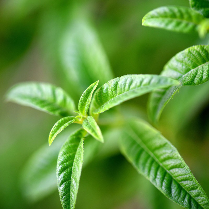 Гель-крем для рук Вербена 30 мл