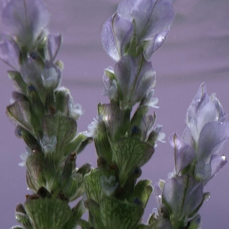 Кондиционер Аромакология Баланс и деликатный уход 500 мл, сменный блок