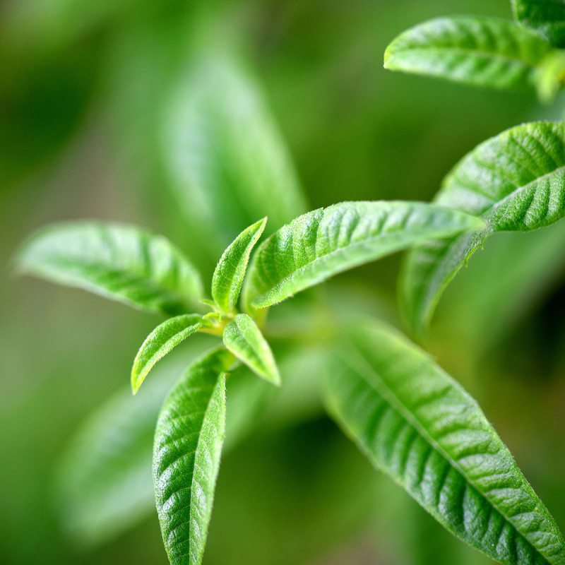 Желе-гранита для тела Вербена-Цитрус 150 мл