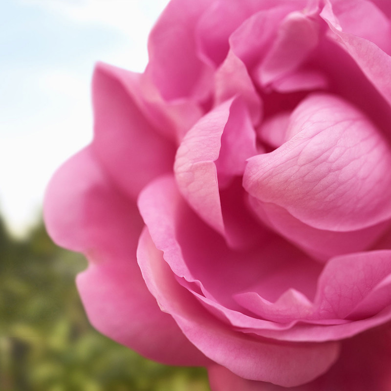 Бальзам для губ Роза 12 мл