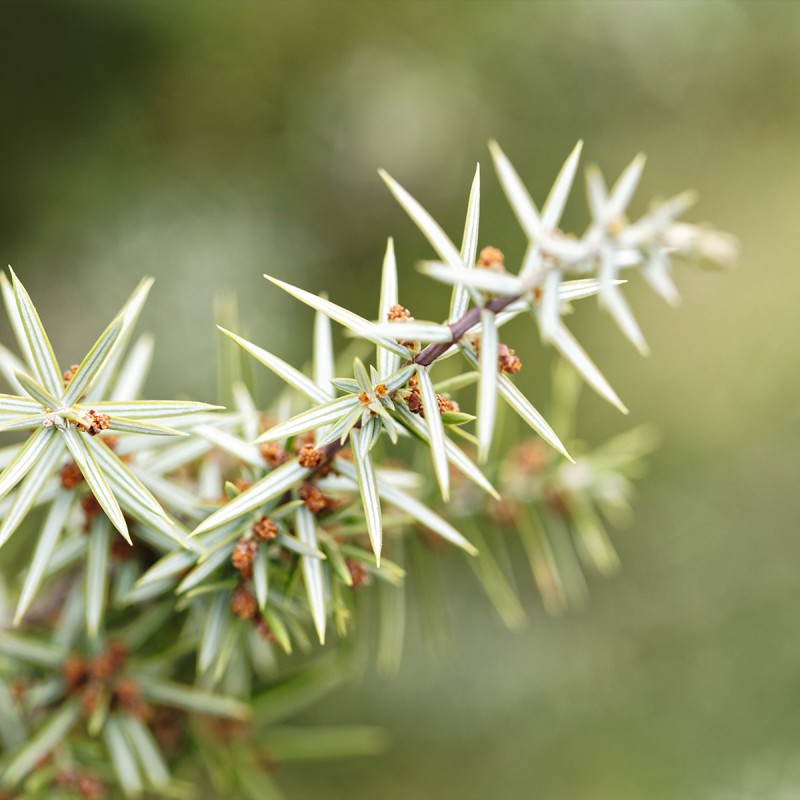 Очищающий гель для умывания Можжевельник для мужчин 150 мл