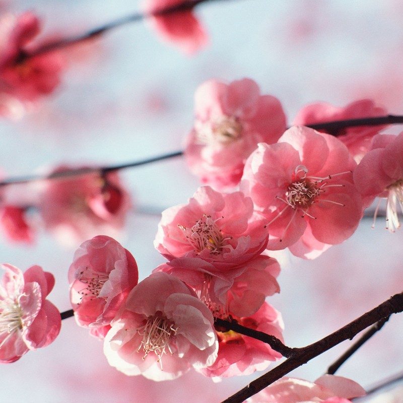 Молочко для тела Вишневый цвет 75 мл