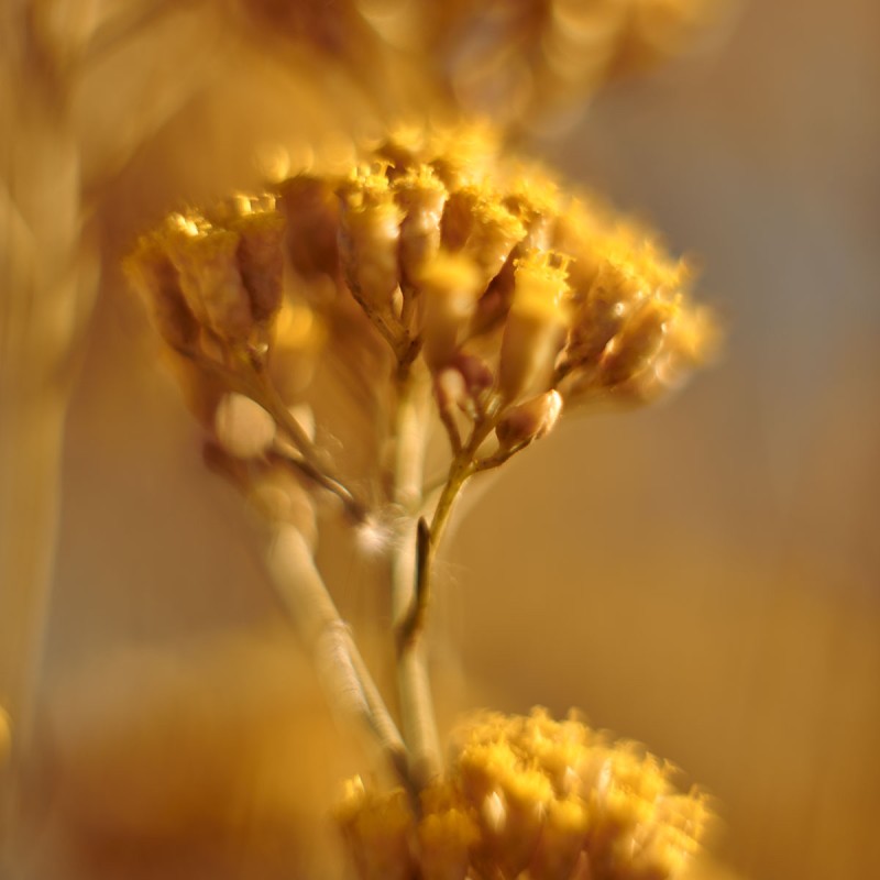 Бальзам для кожи вокруг глаз Драгоценный Иммортель 15 мл