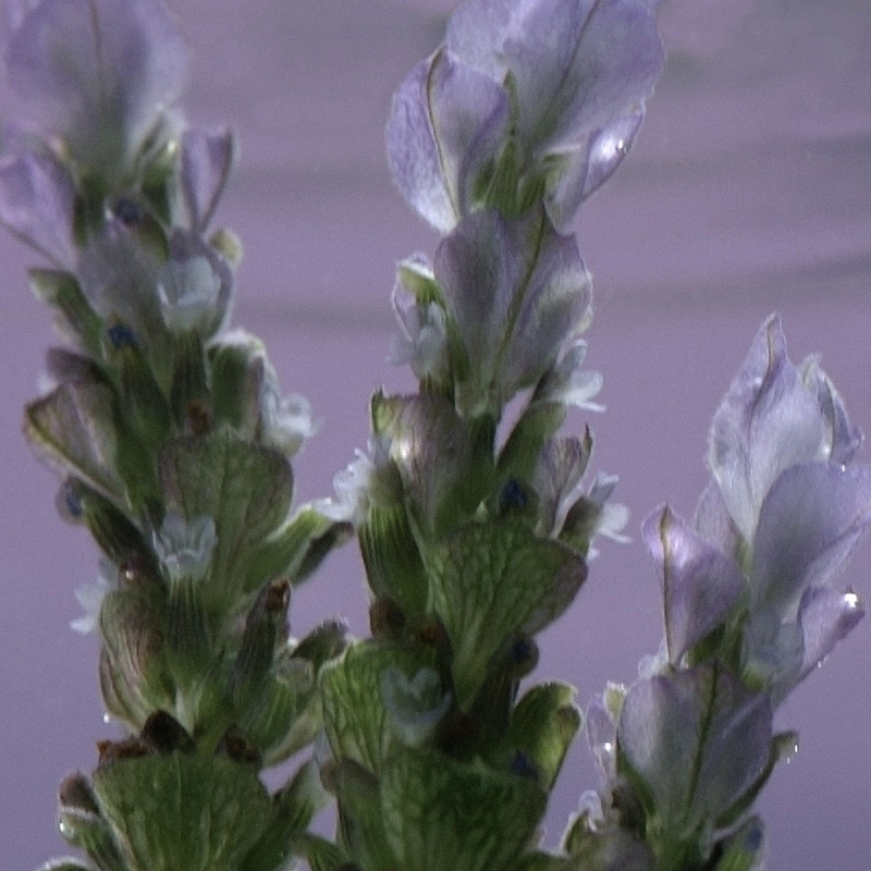 Расслабляющее молочко для тела 300 мл